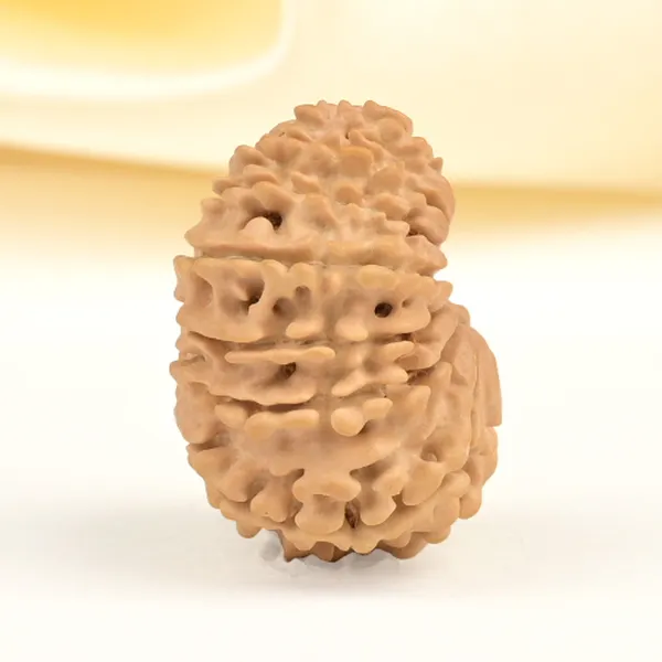 16_Mukhi_From_Nepal_Small_Xxxviii