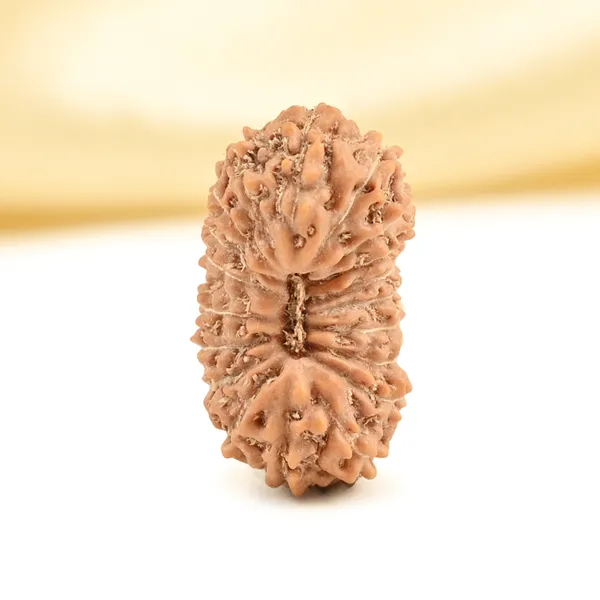 19_Mukhi_Rudraksha_Bead_Indonesia_Origin_Narayana