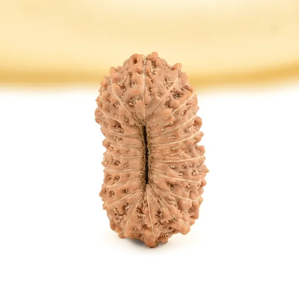 19_Mukhi_Rudraksha_Bead_Indonesia_Origin_Narayana