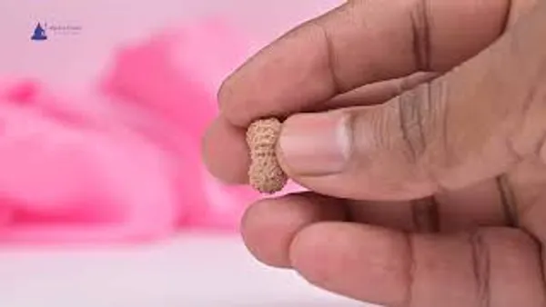 19_Mukhi_Rudraksha_Bead_Indonesia_Origin_Narayana
