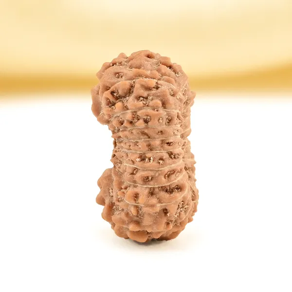 19_Mukhi_Rudraksha_Bead_Indonesia_Origin_Narayana