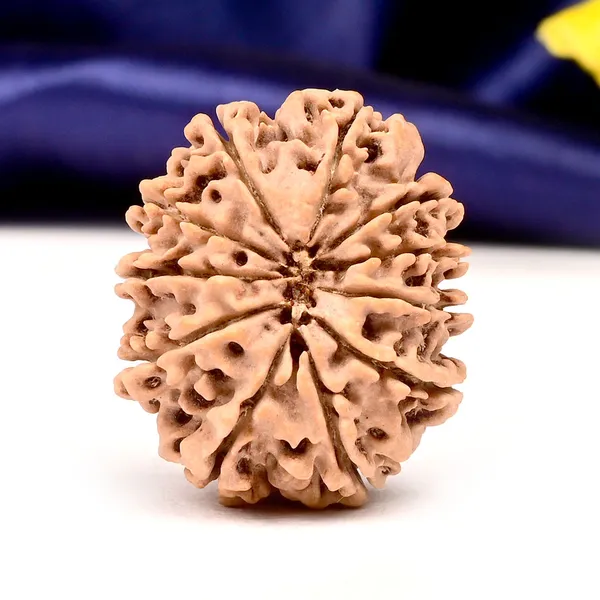 11_Mukhi_From_Nepal_Large_Lxxxii