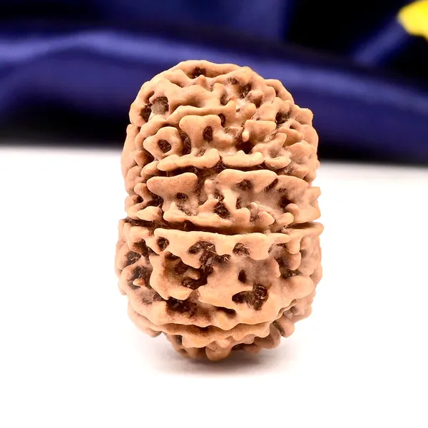 11_Mukhi_From_Nepal_Large_Lxxxii
