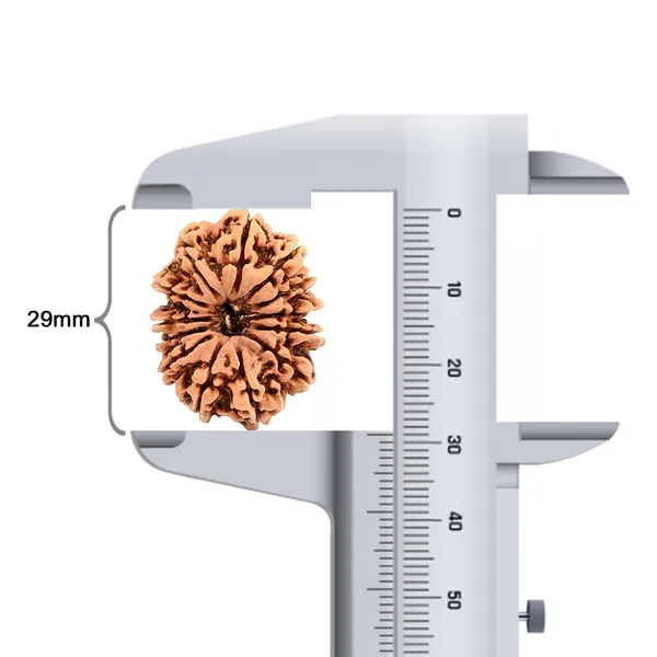 Techpandit_13_Mukhi_Nepal_Rudraksha_Bead