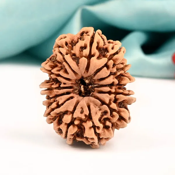 Techpandit_13_Mukhi_Nepal_Rudraksha_Bead