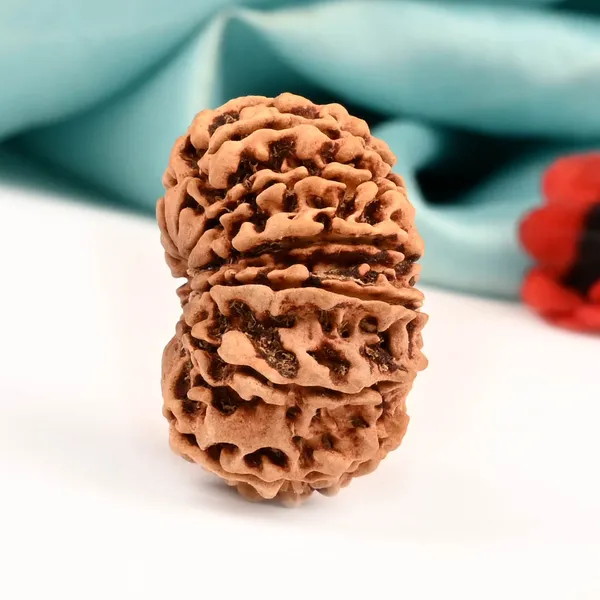 Techpandit_13_Mukhi_Nepal_Rudraksha_Bead