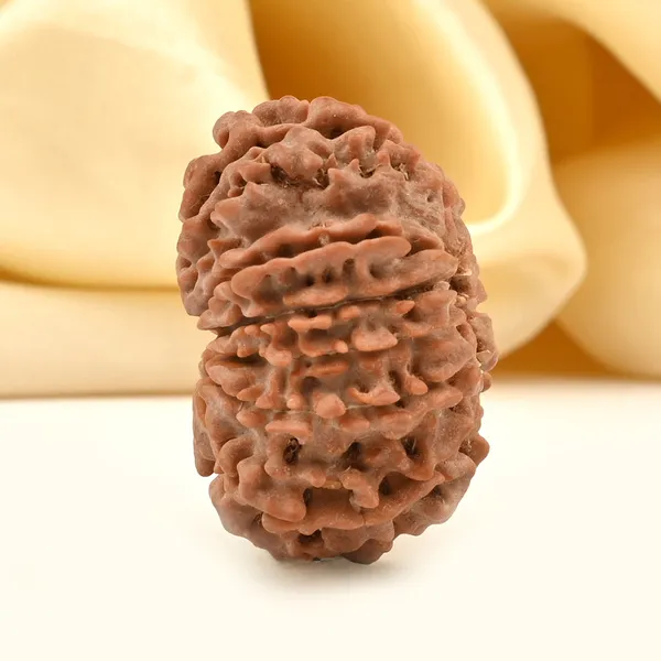 12_Mukhi_From_Nepal_Cciii