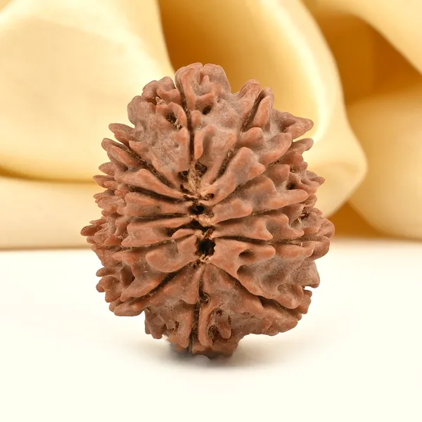 12_Mukhi_From_Nepal_Cciii