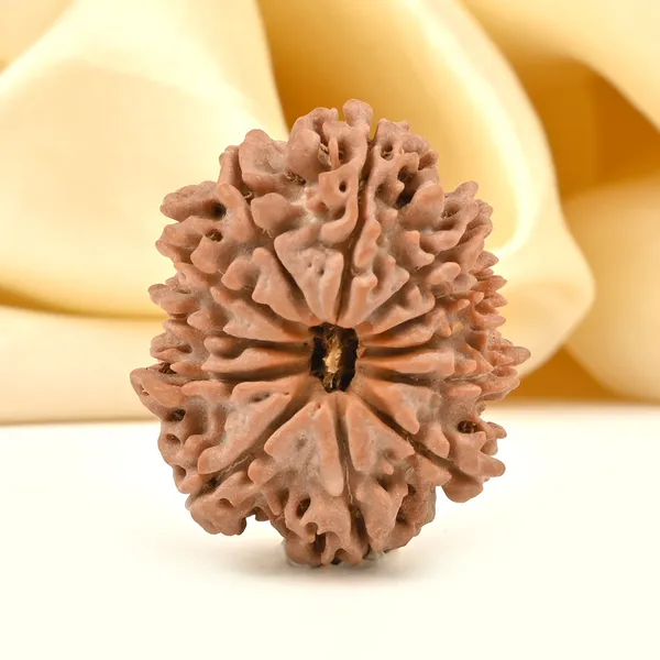 12_Mukhi_From_Nepal_Cciii