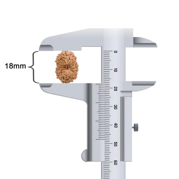 15_Mukhi_Java_Rudraksha_Bead_For_Emotional_Balance