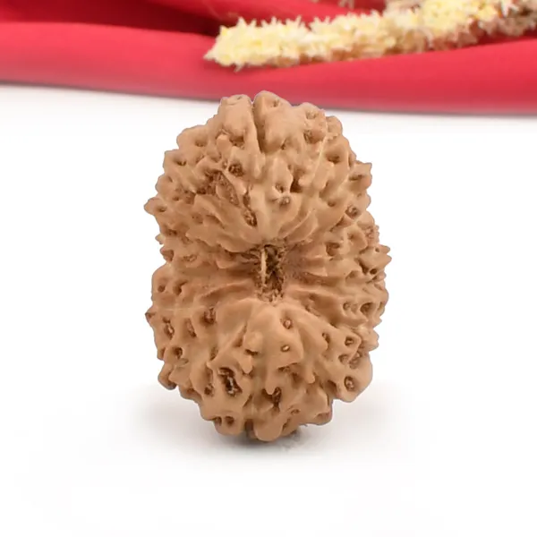 15_Mukhi_Java_Rudraksha_Bead_For_Emotional_Balance