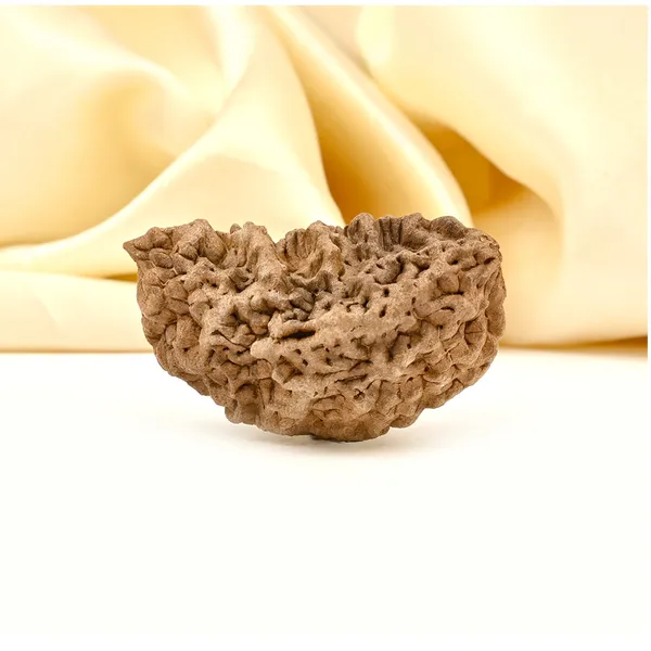 1_Mukhi_Half_Moon_Large_Xxvii