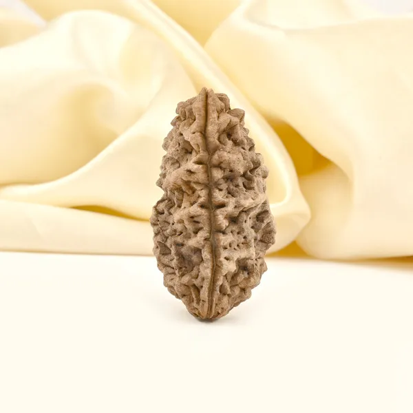 1_Mukhi_Half_Moon_Large_Xxvii