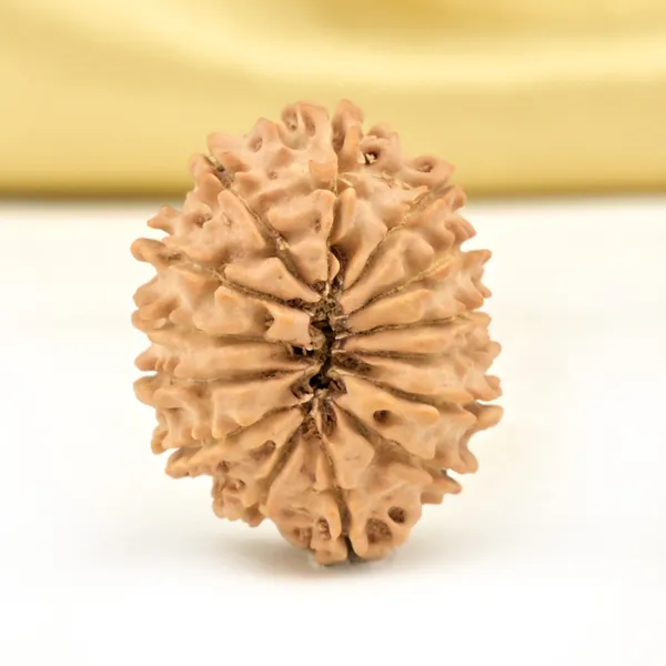14_Mukhi_From_Nepal_Small_Cclxviii