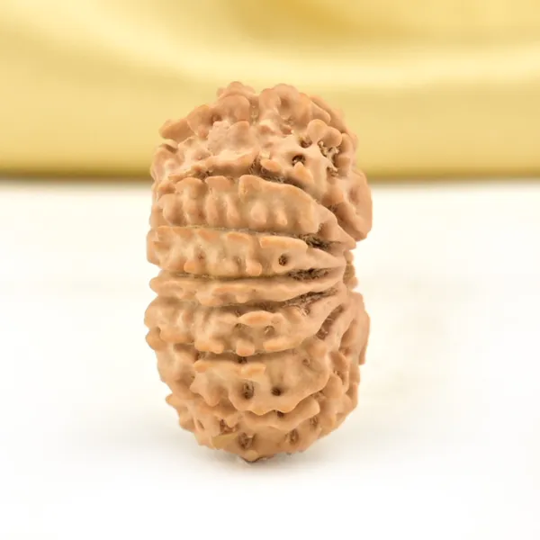 14_Mukhi_From_Nepal_Small_Cclxviii