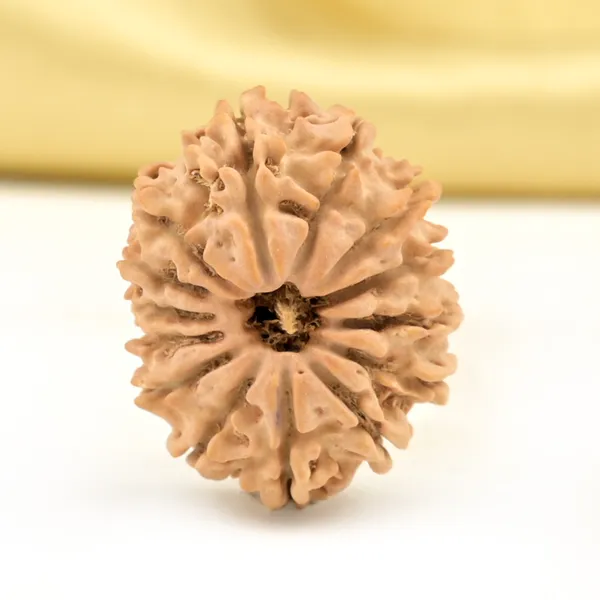 14_Mukhi_From_Nepal_Small_Cclxviii