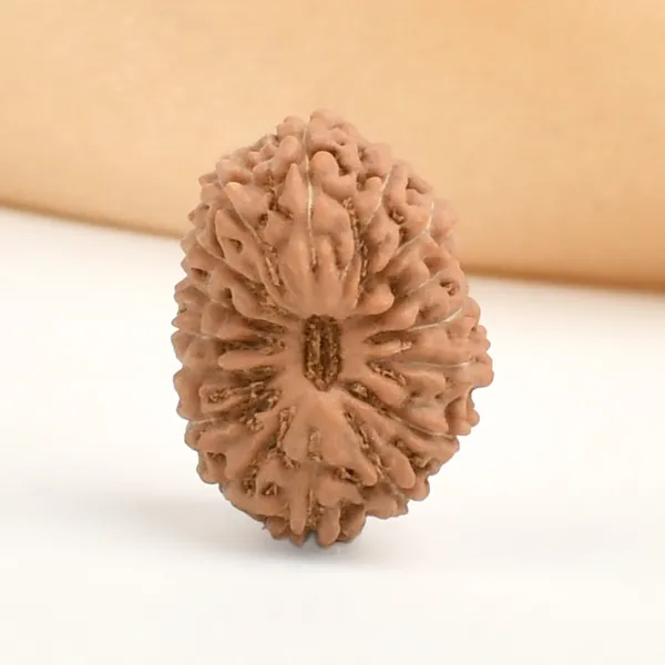 16_Mukhi_Rudraksha_Bead_Indonesia