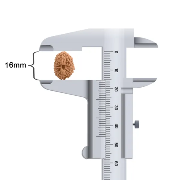 16_Mukhi_Rudraksha_Bead_Indonesia