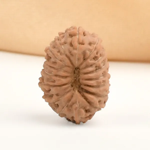 16_Mukhi_Rudraksha_Bead_Indonesia