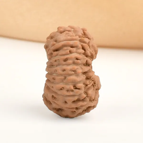 16_Mukhi_Rudraksha_Bead_Indonesia