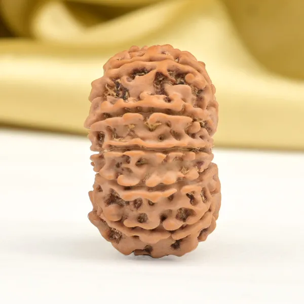 11_Mukhi_From_Nepal_Small_Cccxlix