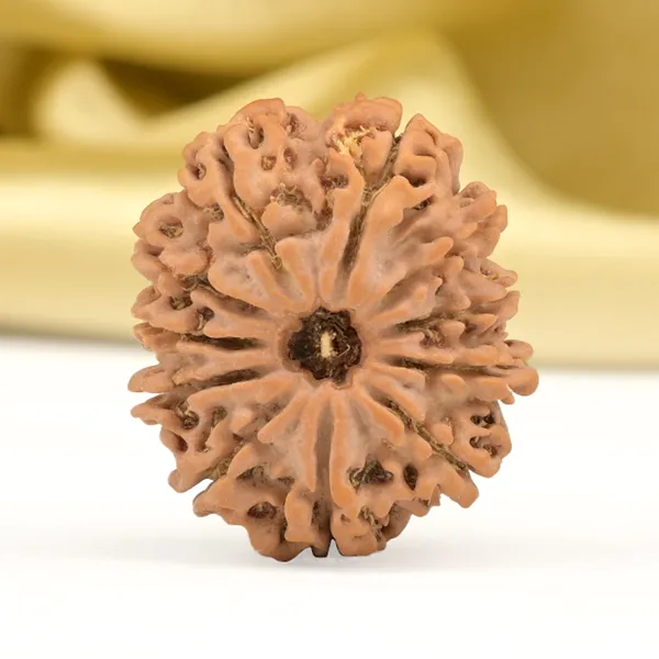 11_Mukhi_From_Nepal_Small_Cccxlix
