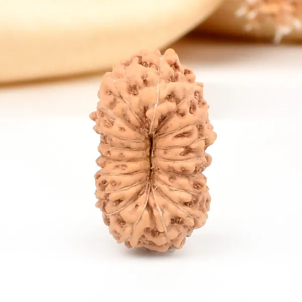 18_Mukhi_From_Java_Indonesia_Large_Cxxvi