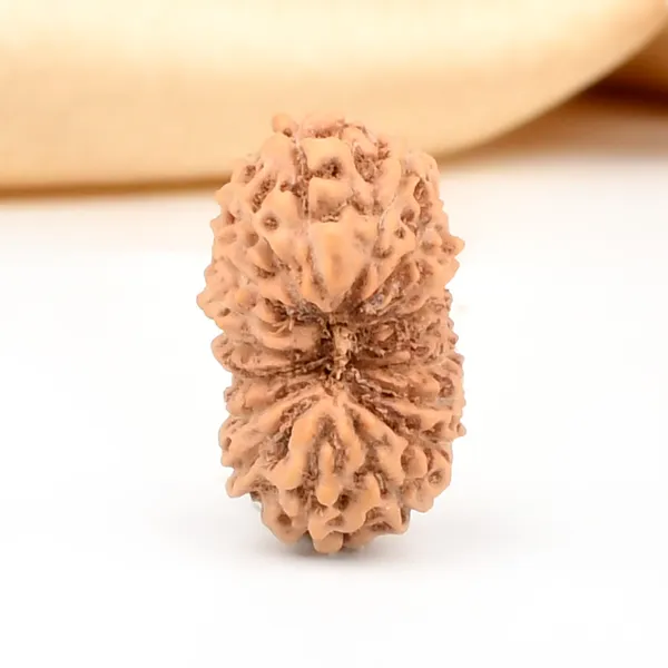 18_Mukhi_From_Java_Indonesia_Large_Cxxvi