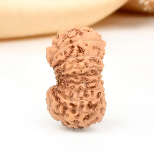 18_Mukhi_From_Java_Indonesia_Large_Cxxvi