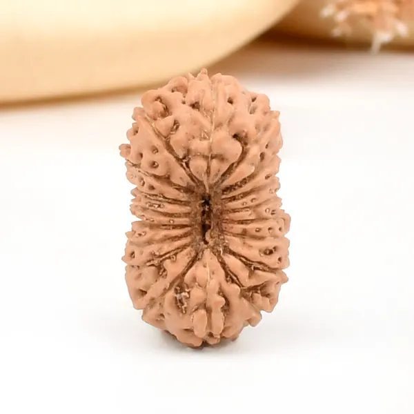 18_Mukhi_From_Java_Indonesia_Large_Cxxvii