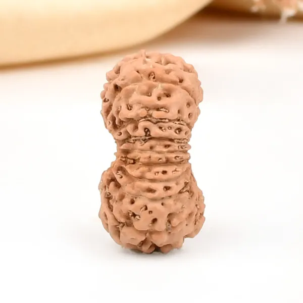 18_Mukhi_From_Java_Indonesia_Large_Cxxvii