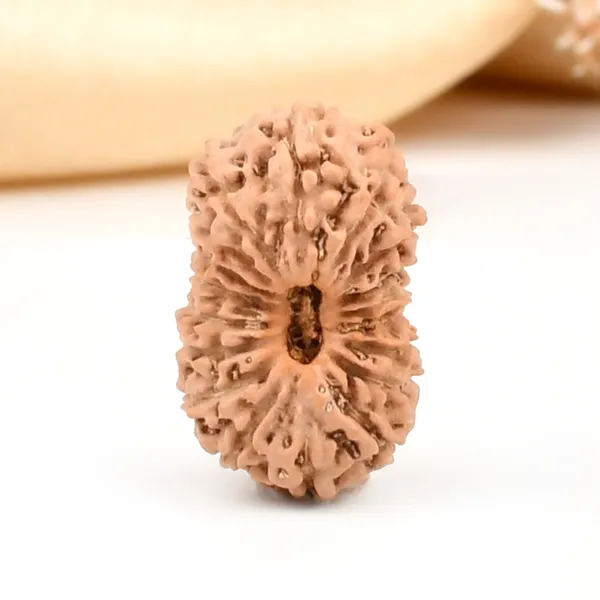 18_Mukhi_From_Java_Indonesia_Large_Cxxvii