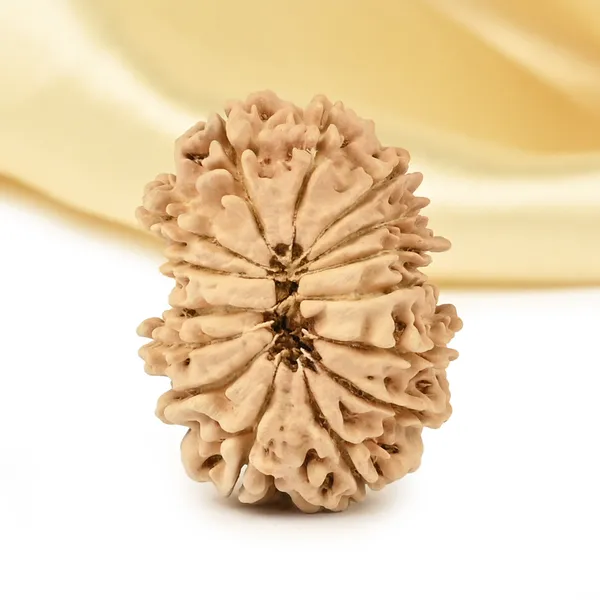 15_Mukhi_From_Nepal_Small_Clxvi