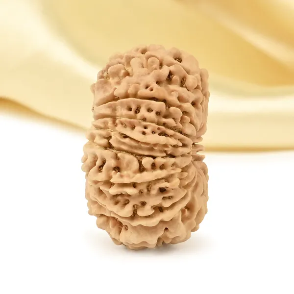 15_Mukhi_From_Nepal_Small_Clxvi