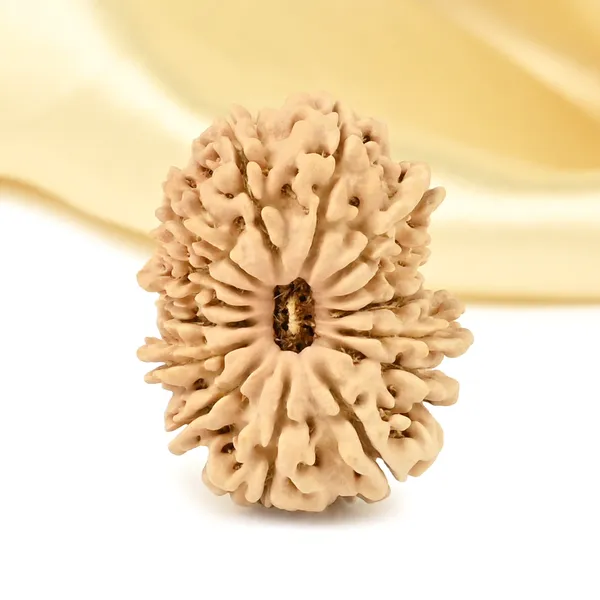 15_Mukhi_From_Nepal_Small_Clxvi