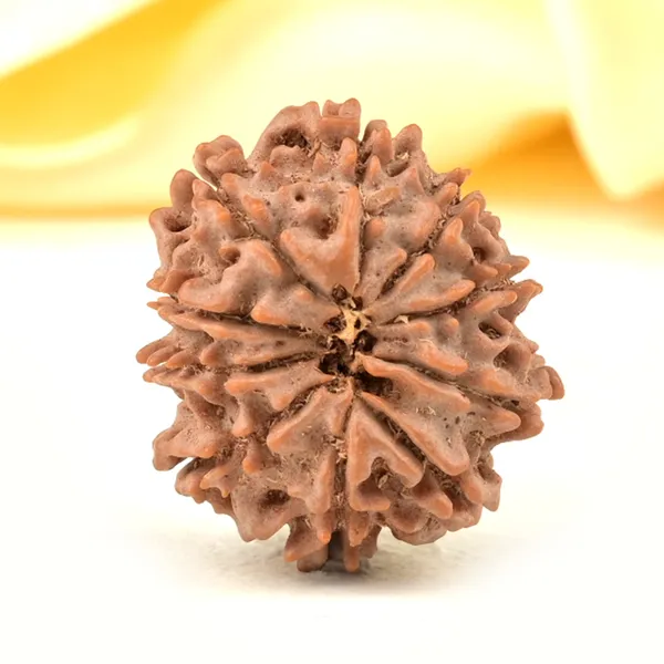 10_Mukhi_From_Nepal_Small_Cdxxxvi
