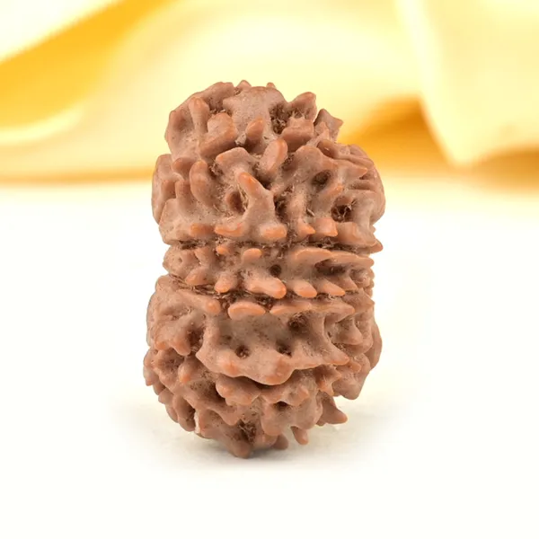 10_Mukhi_From_Nepal_Small_Cdxxxvi