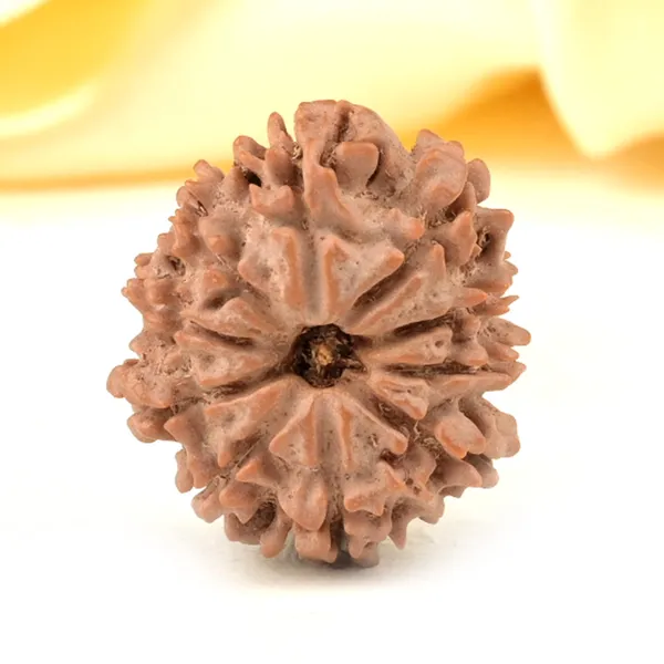 10_Mukhi_From_Nepal_Small_Cdxxxvi