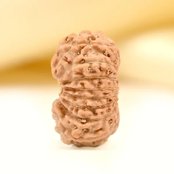 17_Mukhi_Rudraksha_Bead_From_Java_Indonesia