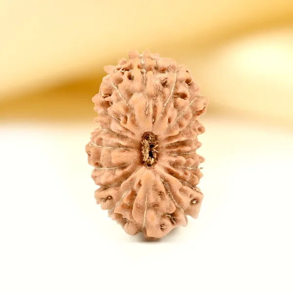 17_Mukhi_Rudraksha_Bead_From_Java_Indonesia