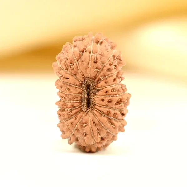 17_Mukhi_Rudraksha_Bead_From_Java_Indonesia