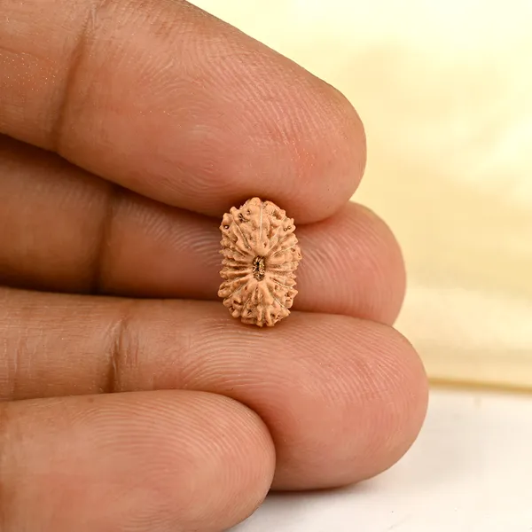 17_Mukhi_Rudraksha_Bead_From_Java_Indonesia