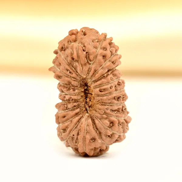 19_Mukhi_Rudraksha_Bead_Indonesia