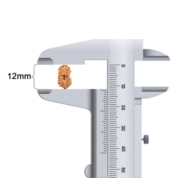 19_Mukhi_Rudraksha_Bead_Indonesia