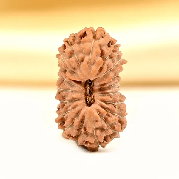 19_Mukhi_Rudraksha_Bead_Indonesia