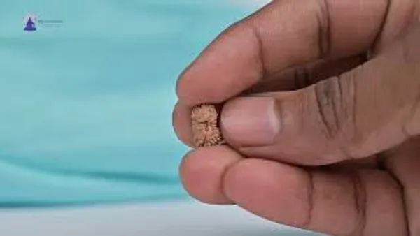 19_Mukhi_Rudraksha_Bead_Indonesia