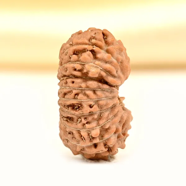 19_Mukhi_Rudraksha_Bead_Indonesia