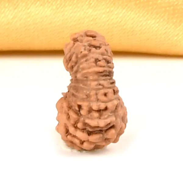 19_Mukhi_Rudraksha_Bead_Java_Indonesia_Small