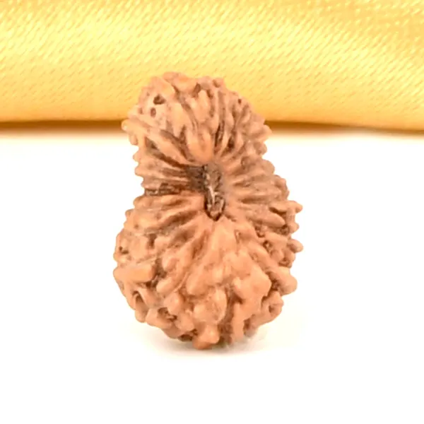 19_Mukhi_Rudraksha_Bead_Java_Indonesia_Small