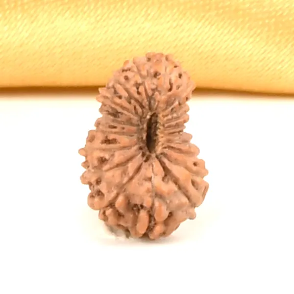 19_Mukhi_Rudraksha_Bead_Java_Indonesia_Small